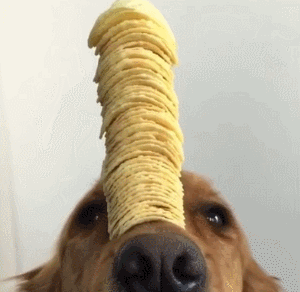 11.gif 11.gif